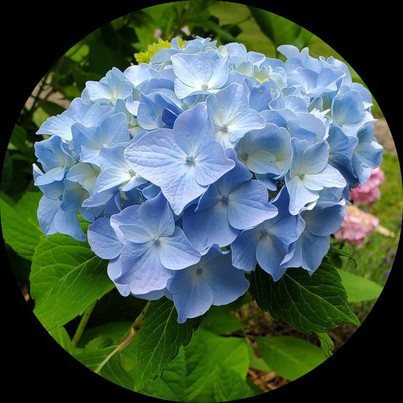 plantsarelife